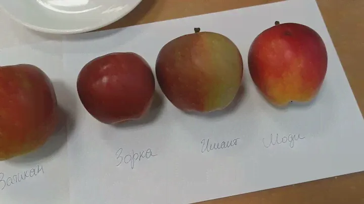 Дегустация сортов яблони Имант, Зорка, Моди и др. 22.10.23