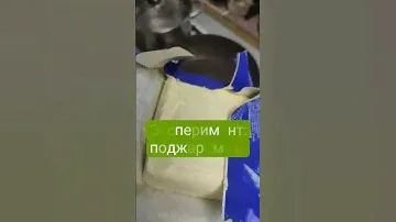 Шок цена за сливочное масло 82,5 % из Светофора