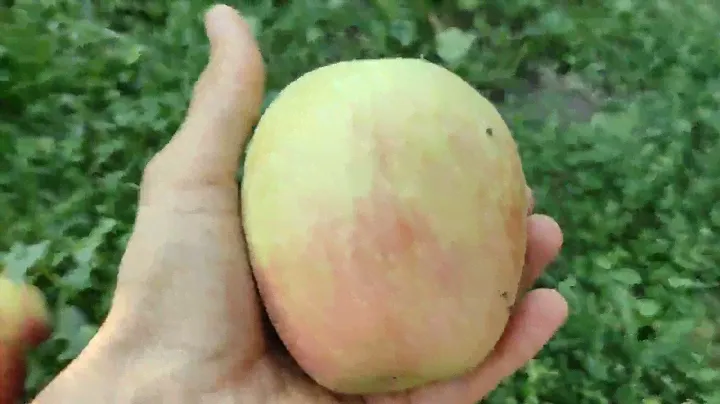 Яблоня Синап Алматинский