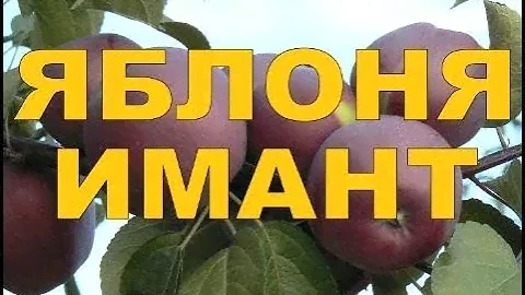 ЯБЛОНЯ ПОЗДНЕЗИМНЯЯ СОРТ ИМАНТ (РБ) /// БЕЛОРУССКИЙ ГЛОСТЕР