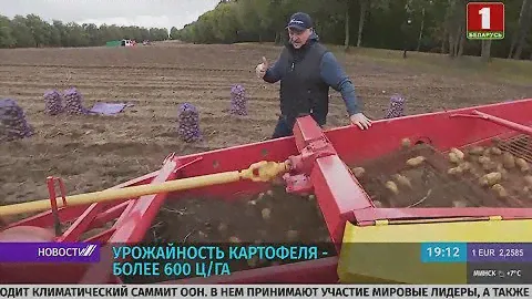 Лукашенко лично в поле собирает картошку