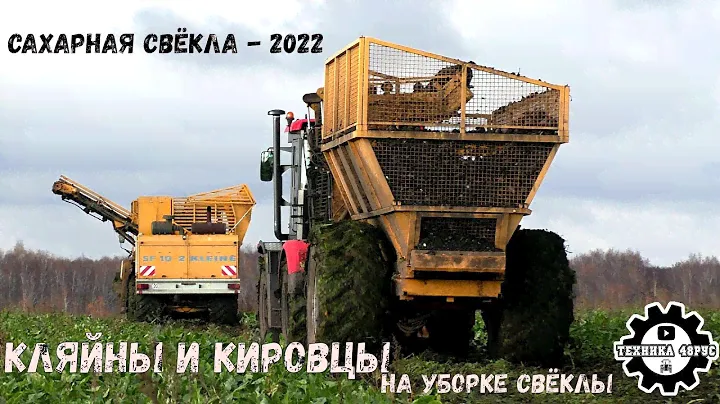 Комбайн Kleine SF-10 и маленькие Кировцы на уборке сахарной свёклы. Липецкая область, 2022 год