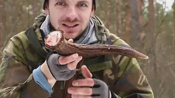 Нашёл рог лося, Поиск рогов 2024, Poroże łosia 2024