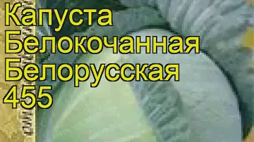 Капуста белокочанная Белорусская 455. Краткий обзор, описание характеристик Belorusskaya 455