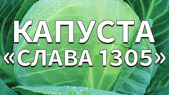 Обзор сорта капусты "Слава 1305" (характеристики, свойства, фото)