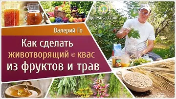 КВАС ИЗ ФРУКТОВ И ТРАВ!