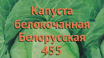 Капуста белокочанная Белорусская 455 🌿 обзор: как сажать, семена капусты Белорусская 455