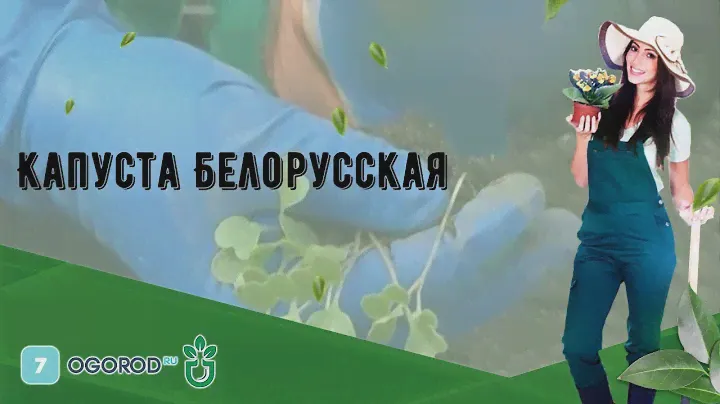 Капуста Белорусская