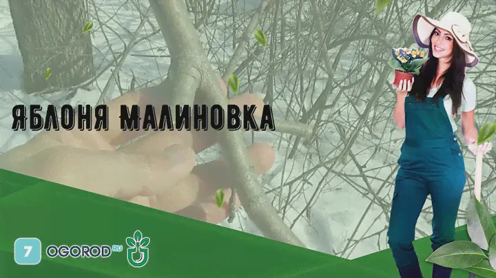 Яблоня Малиновка