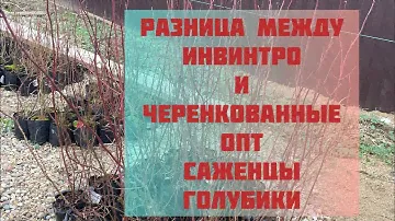ОПТ САЖЕНЦЫ ГОЛУБИКИ ИЗ БЕЛАРУСЬ