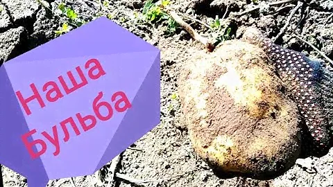 Белорусская картошка