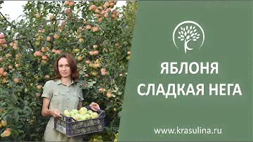 Сорт яблони Сладкая нега