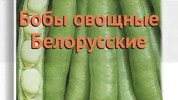 Бобы овощной Белорусские (belorusskie) 🌿 бобы Белорусские обзор: как сажать семена бобов Белорусские