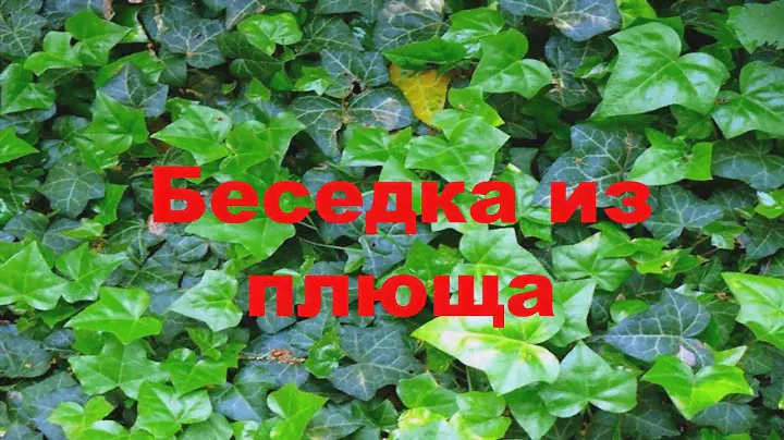 Беседка из плюща. Вечнозеленая лиана - плющ обыкновенный.