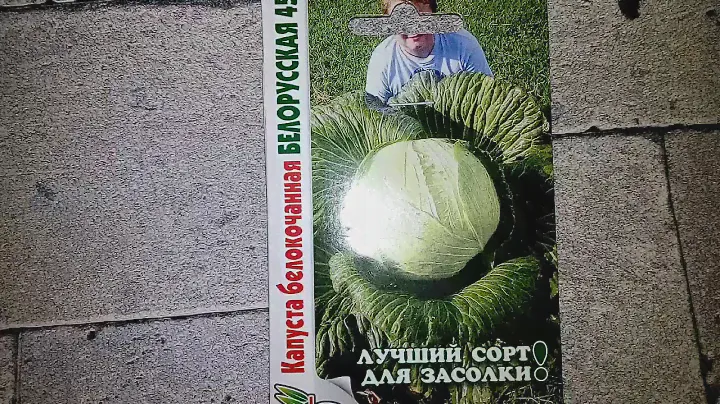 Капуста белокочанная Белорусская 455 - ознакомление