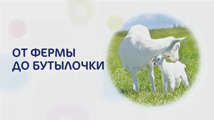 Как получают козье молоко и смеси Kabrita®? Наше производство.
