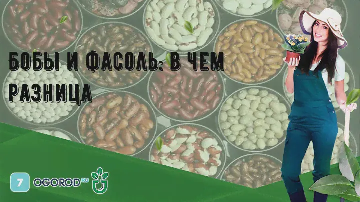 Бобы и фасоль: в чем разница