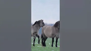 Самый большой лесной массив в Беларуси