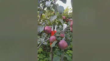 Яблоня Зорка.