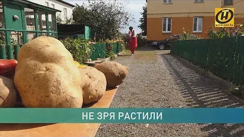 Ого, вот это размер! Картофель - титан вырастили на огороде в Беларуси